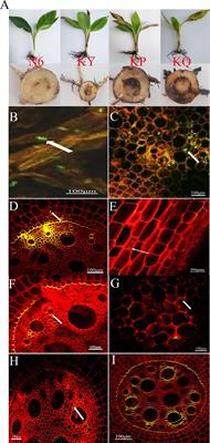 Plant Growth-Promoting Rhizobacteria HN6 Induced the Change and Reorganization of Fusarium Microflora in the Rhizosphere of Banana Seedlings to Construct a Healthy Banana Microflora